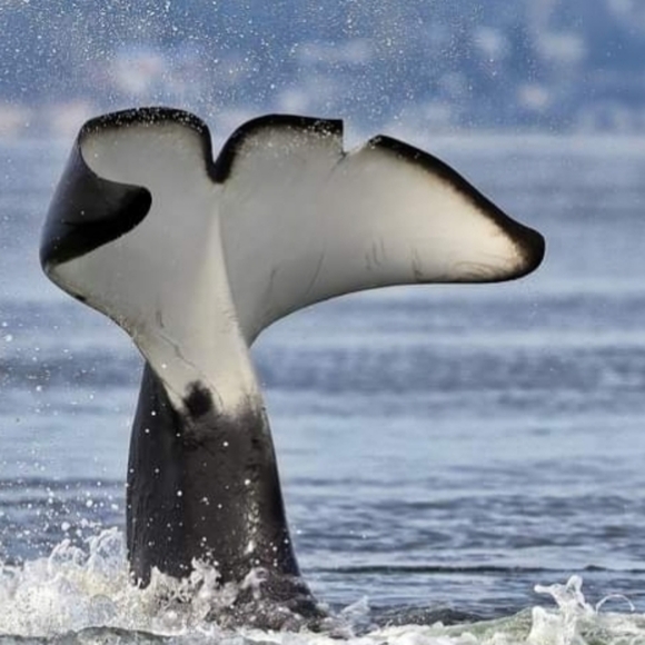 Meet your Posher, Jenna - Picture 9 of 11